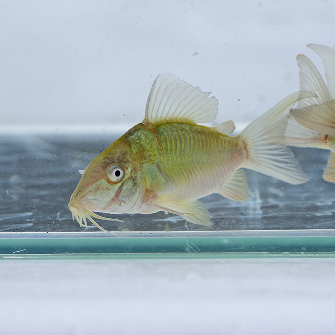  Short особь emekoli изумруд зеленый Corydoras примерно 3-cm 5 шт комплект 