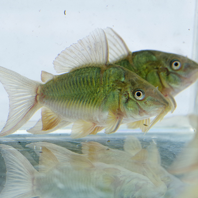  Short особь emekoli изумруд зеленый Corydoras примерно 3-cm 5 шт комплект 
