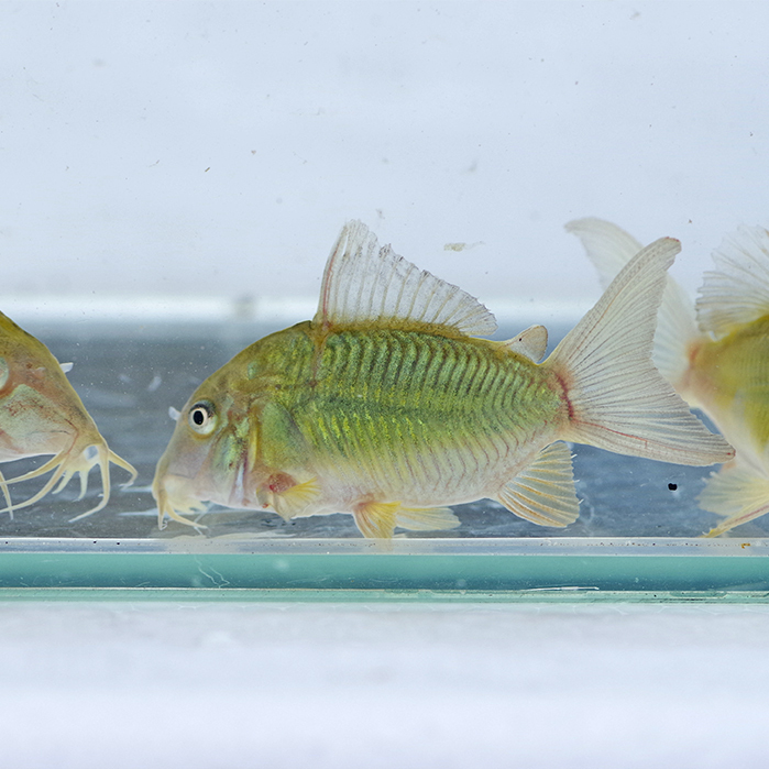  Short особь emekoli изумруд зеленый Corydoras примерно 3-cm 5 шт комплект 