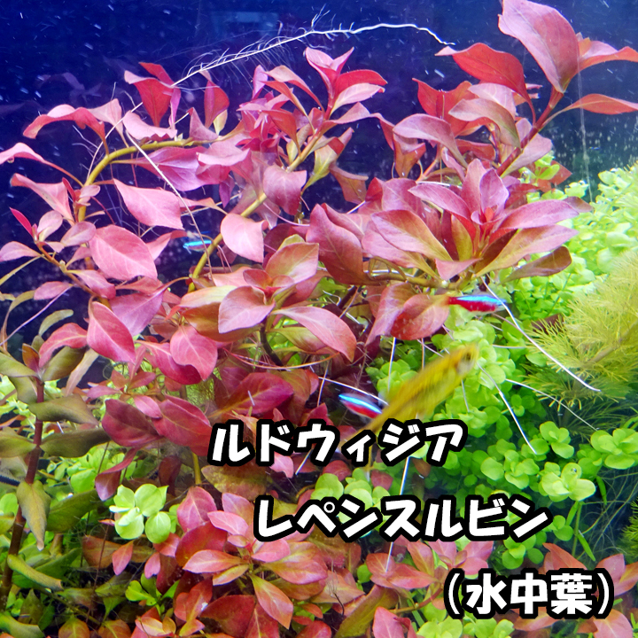 水草２種セット　はじめての人は特に水中葉がオススメ！ 簡単?入門種 【ルドウィジアレペンスルビン?ウォーターリステリア】無農(nóng)薬