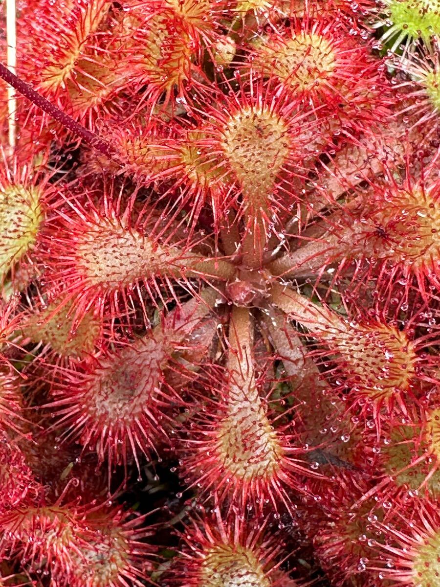 ★食蟲植物コモウセンゴケ15株程度