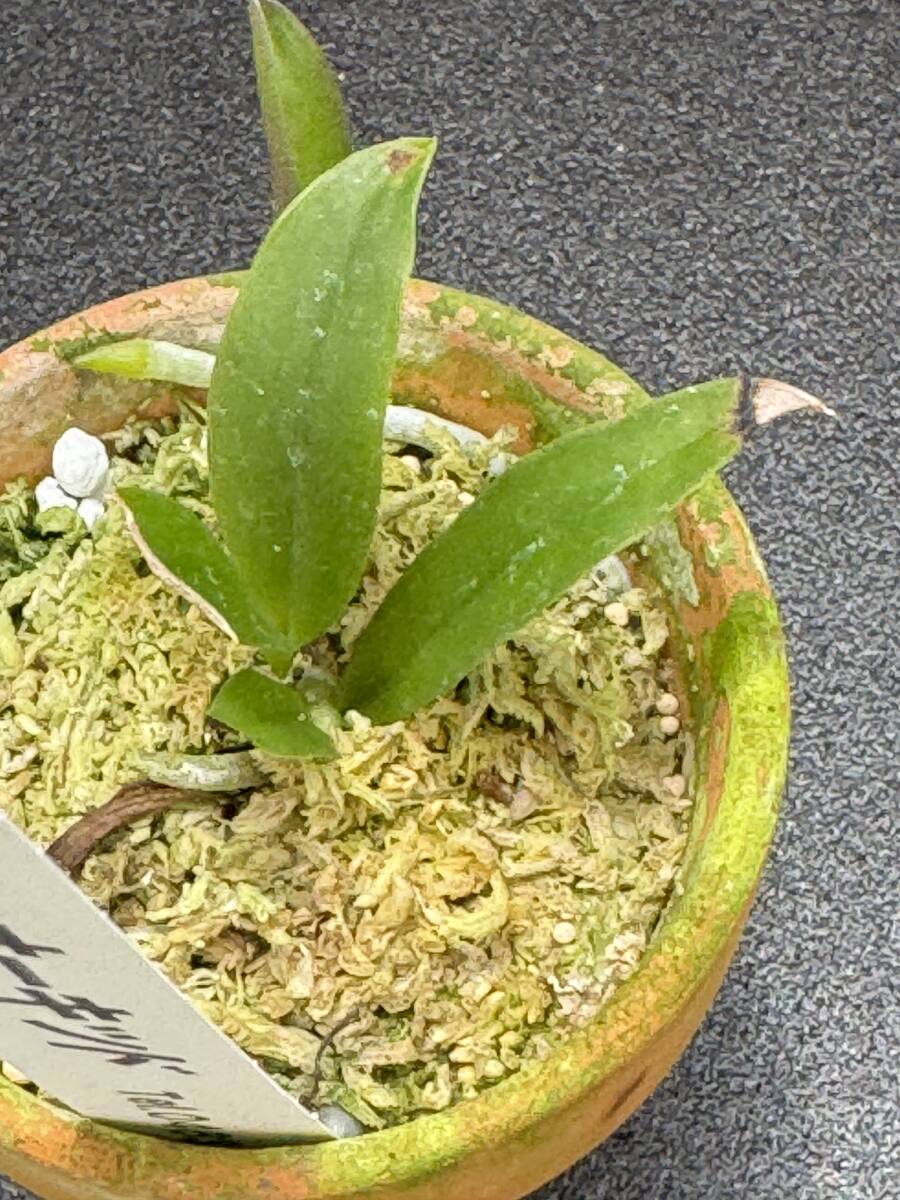 洋蘭原種　C.dormaniana,coerulea’Karina’ x self