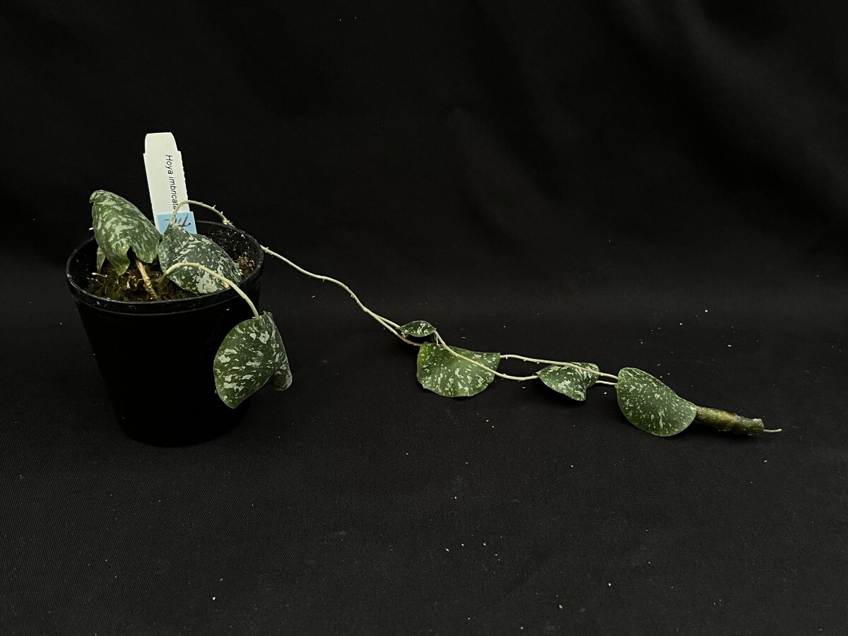ホヤ (714) Hoya imbricata ホヤ インブリカータ