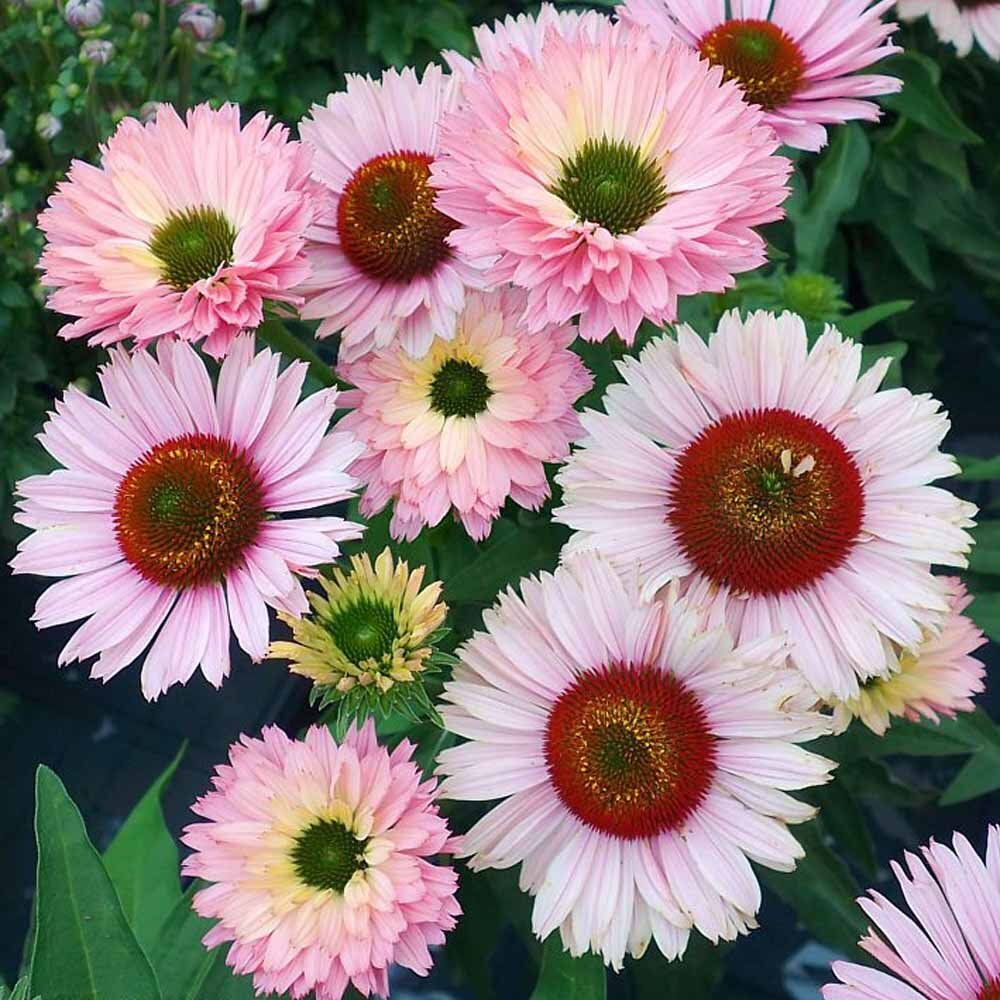  половина . -слойный . эхинацея рассада [ солнечный seeker z salmon ] 9cm pot выдерживающий холод . много год .