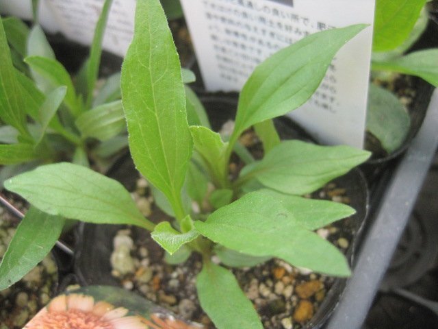  половина . -слойный . эхинацея рассада [ солнечный seeker z salmon ] 9cm pot выдерживающий холод . много год .