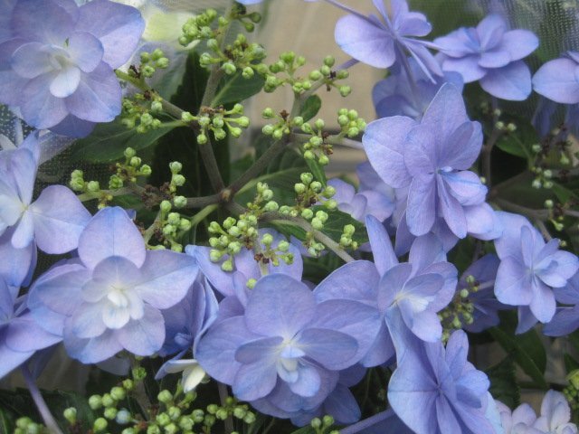 アジサイ苗木　『九重』　10.5cmポット　來年用　紫陽花　ss