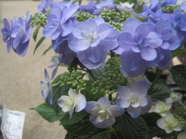 アジサイ苗木　『九重』　10.5cmポット　來年用　紫陽花　ss