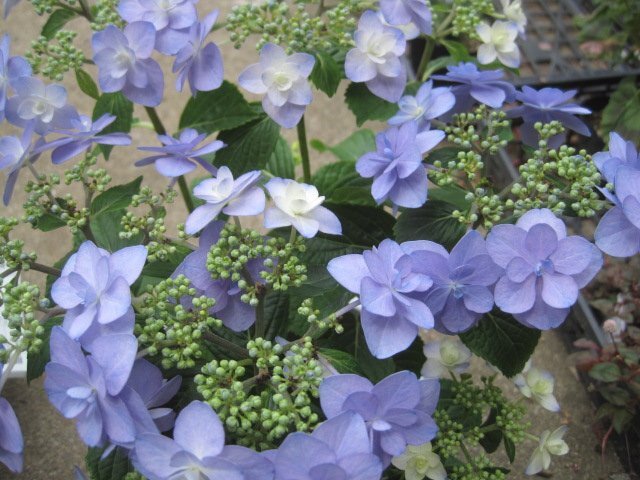 アジサイ苗木　『九重』　10.5cmポット　來年用　紫陽花　ss