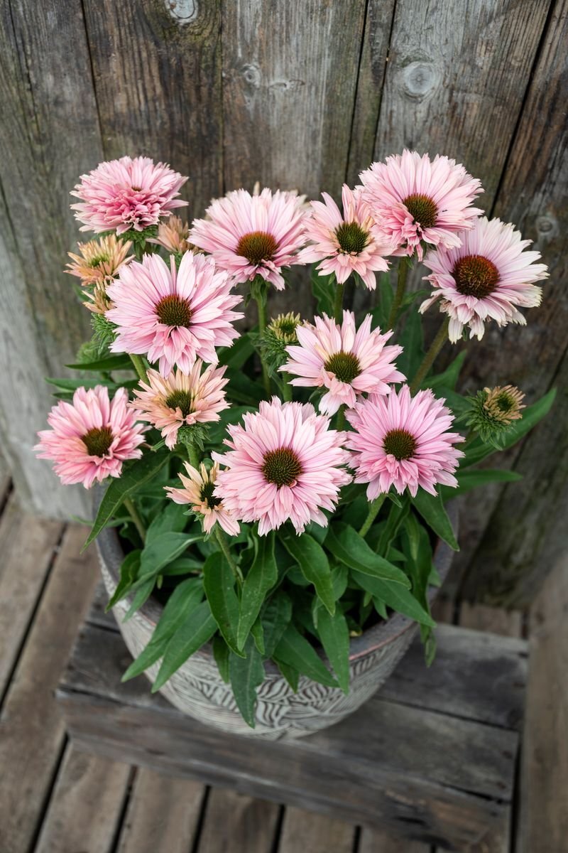  половина . -слойный . эхинацея рассада [ солнечный seeker z salmon ] 9cm pot выдерживающий холод . много год .
