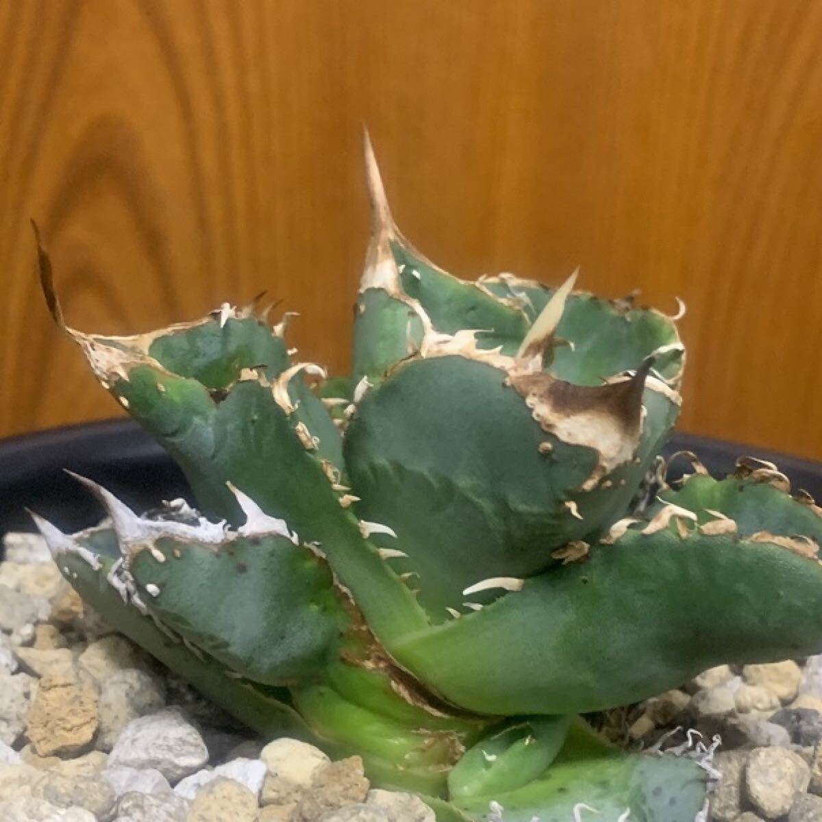 アガベ MS-NB（毒刺） 親株 Agave Titanota 毒刺NB 毒刺の親株（2枚目）を見る限りブツブツ