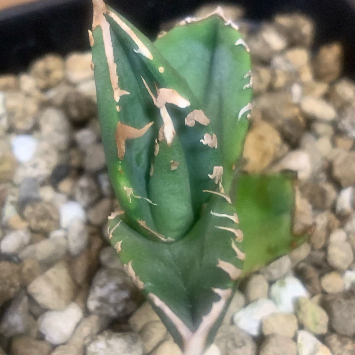アガベ MS-NB（毒刺） 親株 Agave Titanota 毒刺NB 毒刺の親株（2枚目）を見る限りブツブツ