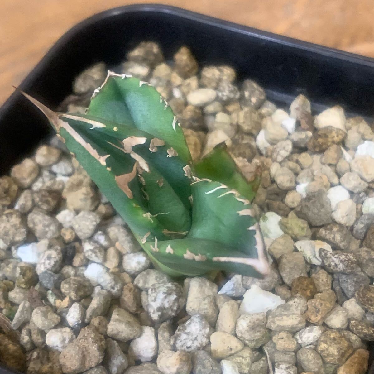 アガベ MS-NB（毒刺） 親株 Agave Titanota 毒刺NB 毒刺の親株（2枚目）を見る限りブツブツ
