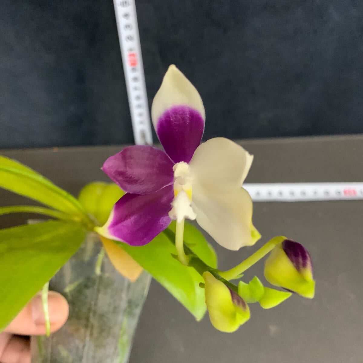 (^。 ^)(156) Phal. Lioulin Blue Jenny 'YL' (Yaphon GG x Jennifer)