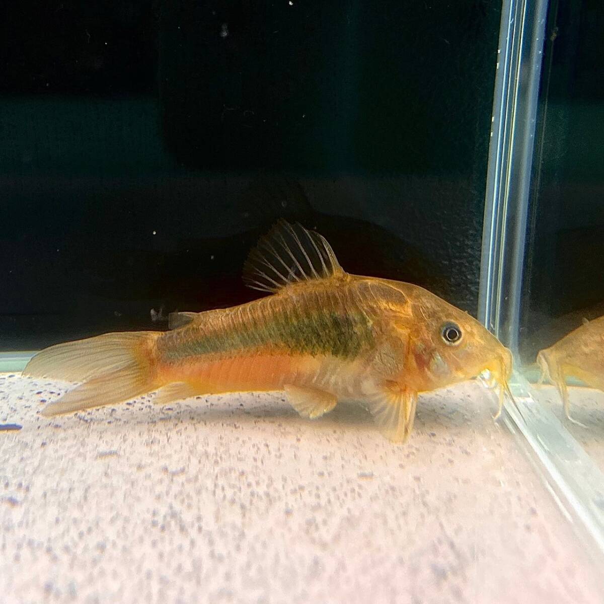 10 шт Corydoras *aene незначительный M размер 10 шт не 2 тропическая рыба [22013]