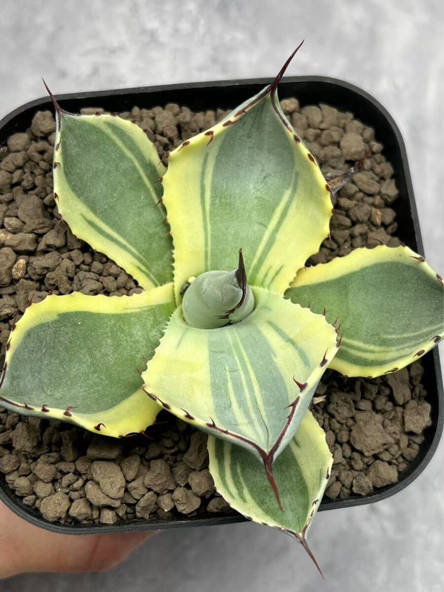 通販 送料無料  truncata parryi アガベ【超特選】Agave Orizaba パリー アガベ アガベ