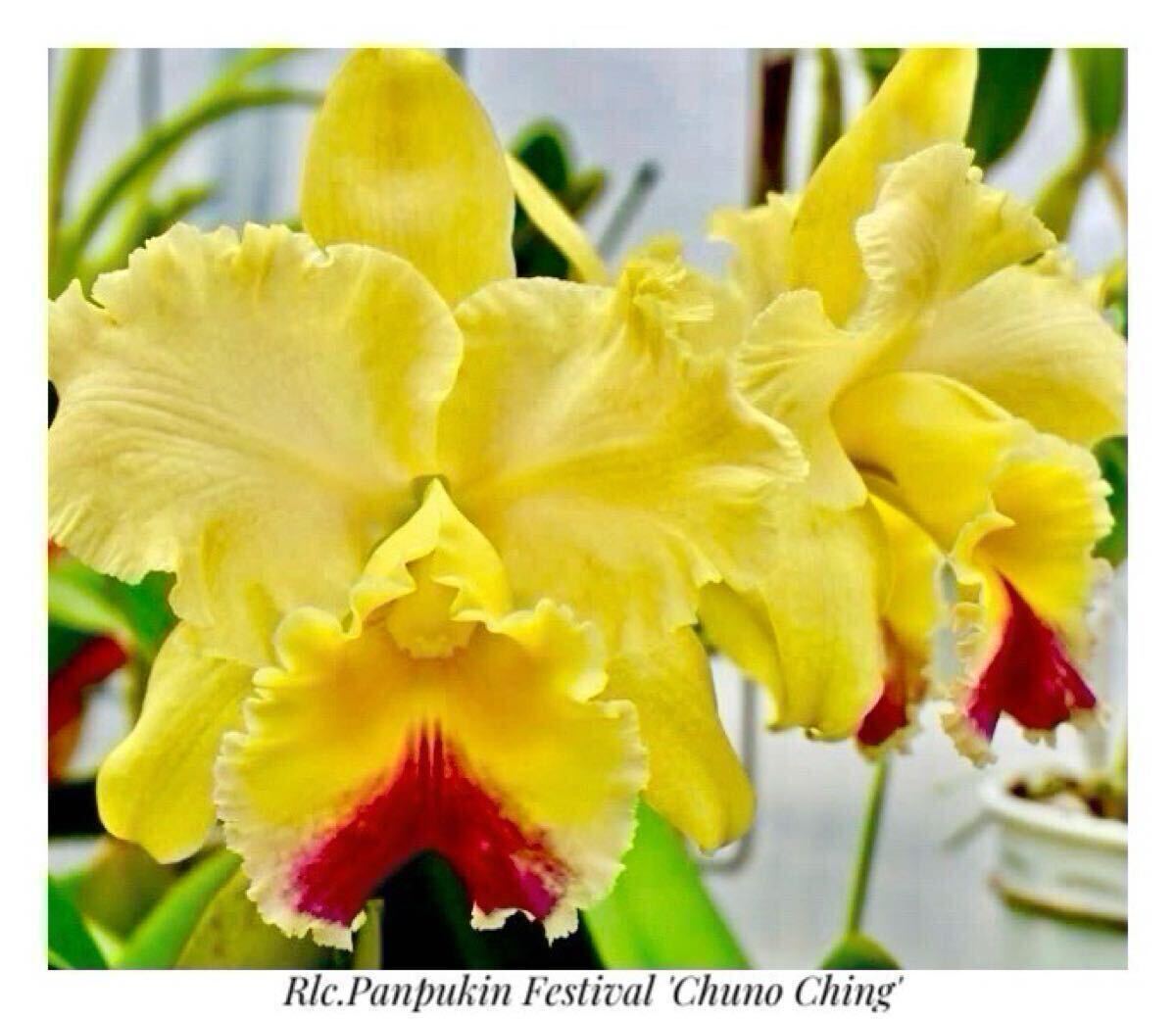 洋蘭大輪カトレア交配種（オリジナル株） Rlc.Goldenzelle‘Lemon Chiffon’ sp-c570
