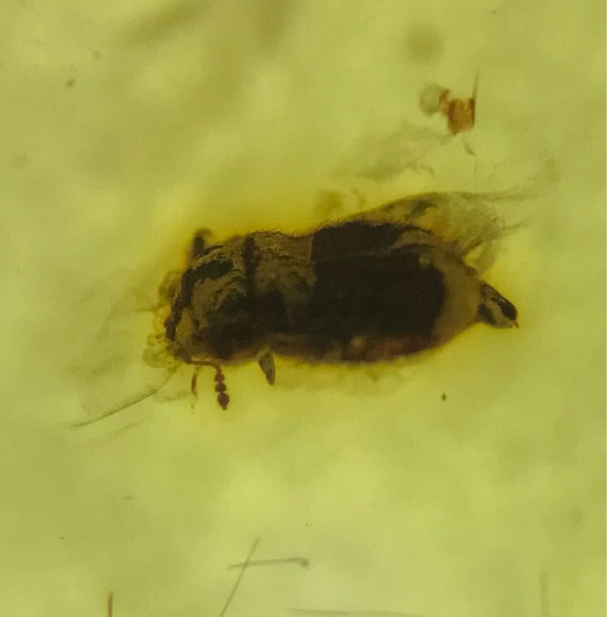 アルヴァレスサウルス科の羽毛、キノコムシ　恐竜　化石　ビルマ琥珀　虫入り琥珀 ビルマ琥珀 羽毛恐竜アルヴァレスサウルス科の羽毛、キノコムシ