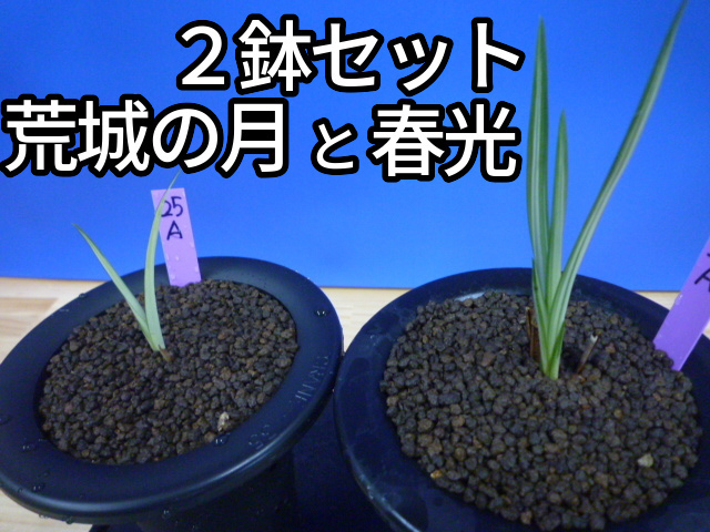 寒蘭　2鉢セット荒城の月と春光【東洋蘭センター蘭の杜】 GP1161GP1162