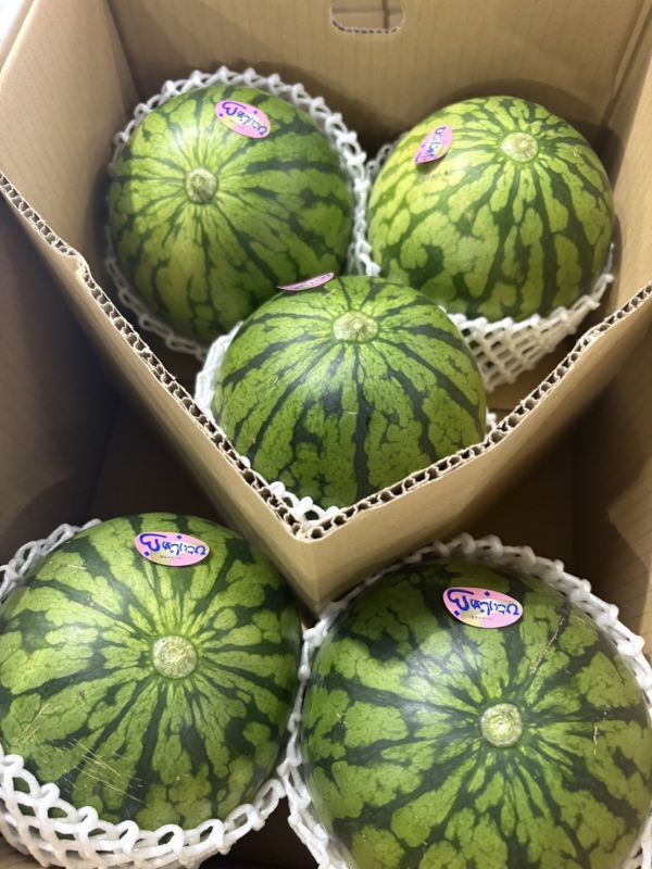  маленький шар арбуз 2 коробка (1 коробка сторона .3~6 шар входить * Kumamoto префектура производство * для бытового использования ) * стандартный рейс ограничение 