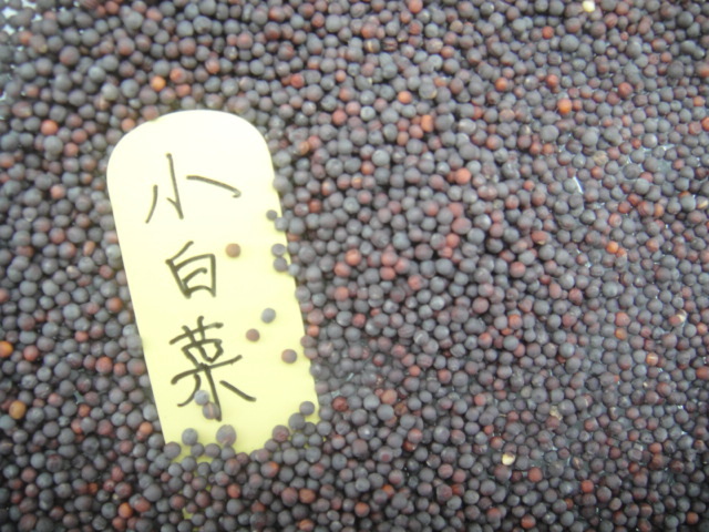 * Taiwan производство овощи * маленький китайская капуста (......) Haku носорог 200 шарик 