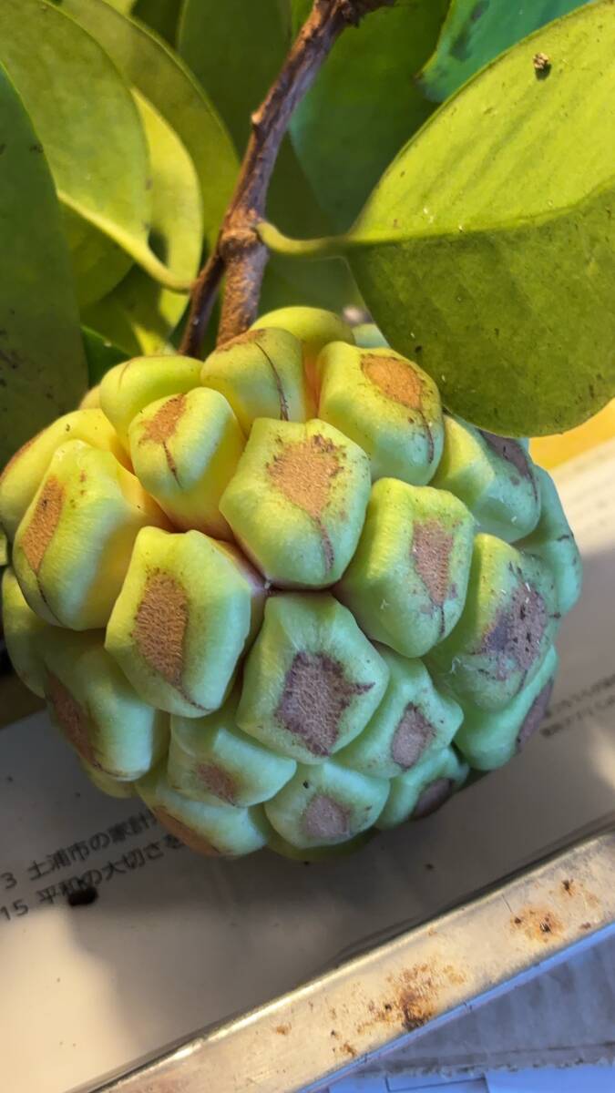 *. чёрный .. разделение lao ho вид * ткань удача .14cm передний и задний (до и после) рассада 