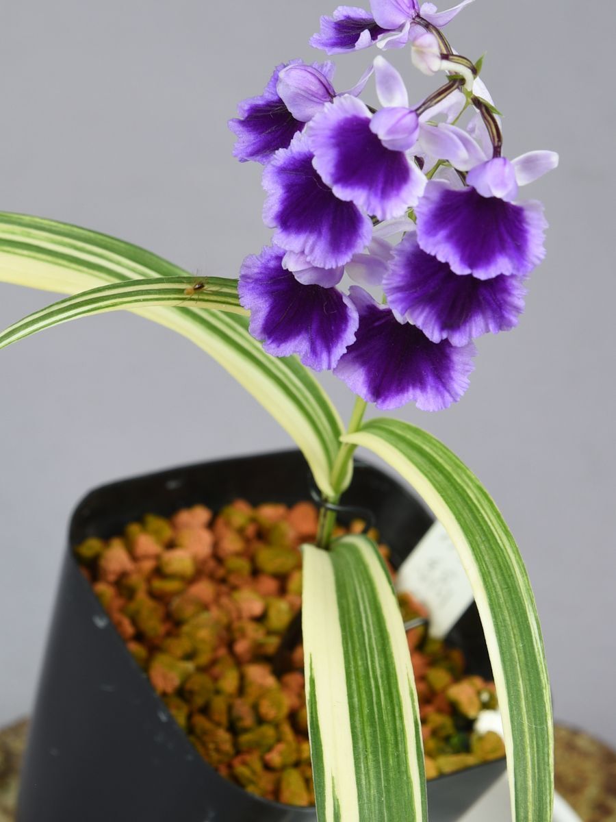 i0112-02無(wú)銘ウチョウラン人工交雑種 縞斑?紅一連舌花の増殖品 （山野草　ウチョウラン　イワチドリ　蘭　ラン　球根）
