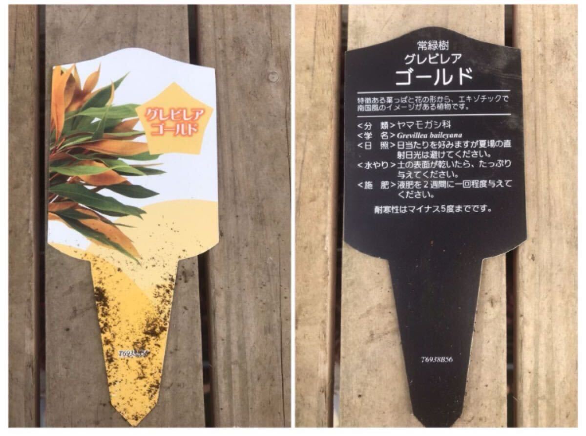 ★グレビレア ゴールド　5號(hào) 大株　70cmサイズ　ドライフラワーやスワッグ?リース素材に人気の品種です?、凇? bimg=