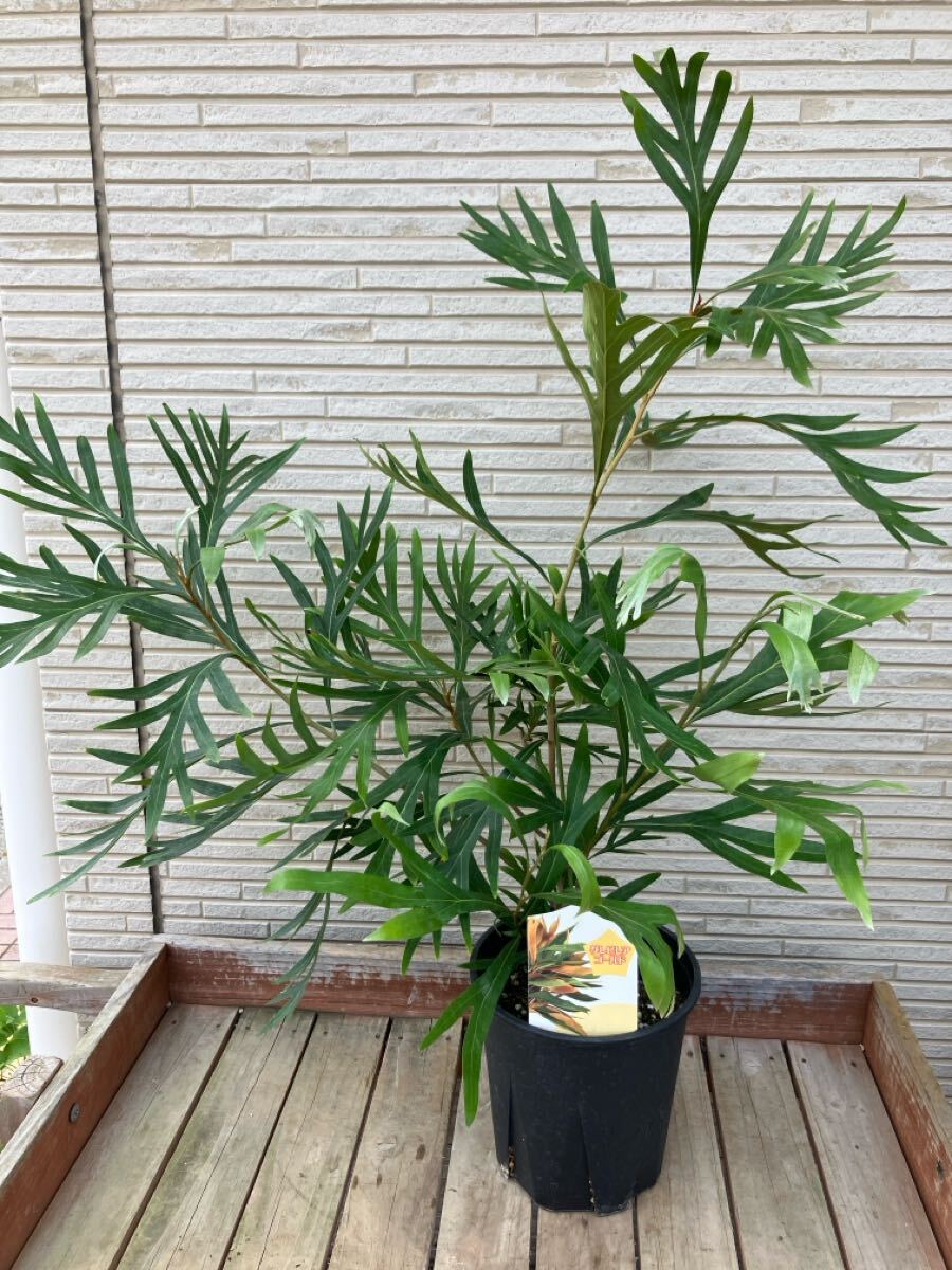★グレビレア ゴールド　5號(hào) 大株　70cmサイズ　ドライフラワーやスワッグ?リース素材に人気の品種です?、凇? />
                                    </span> 
                                </div>

								<div   id=