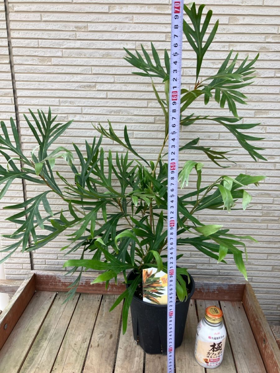 ★グレビレア ゴールド　5號(hào) 大株　70cmサイズ　ドライフラワーやスワッグ?リース素材に人気の品種です　②★