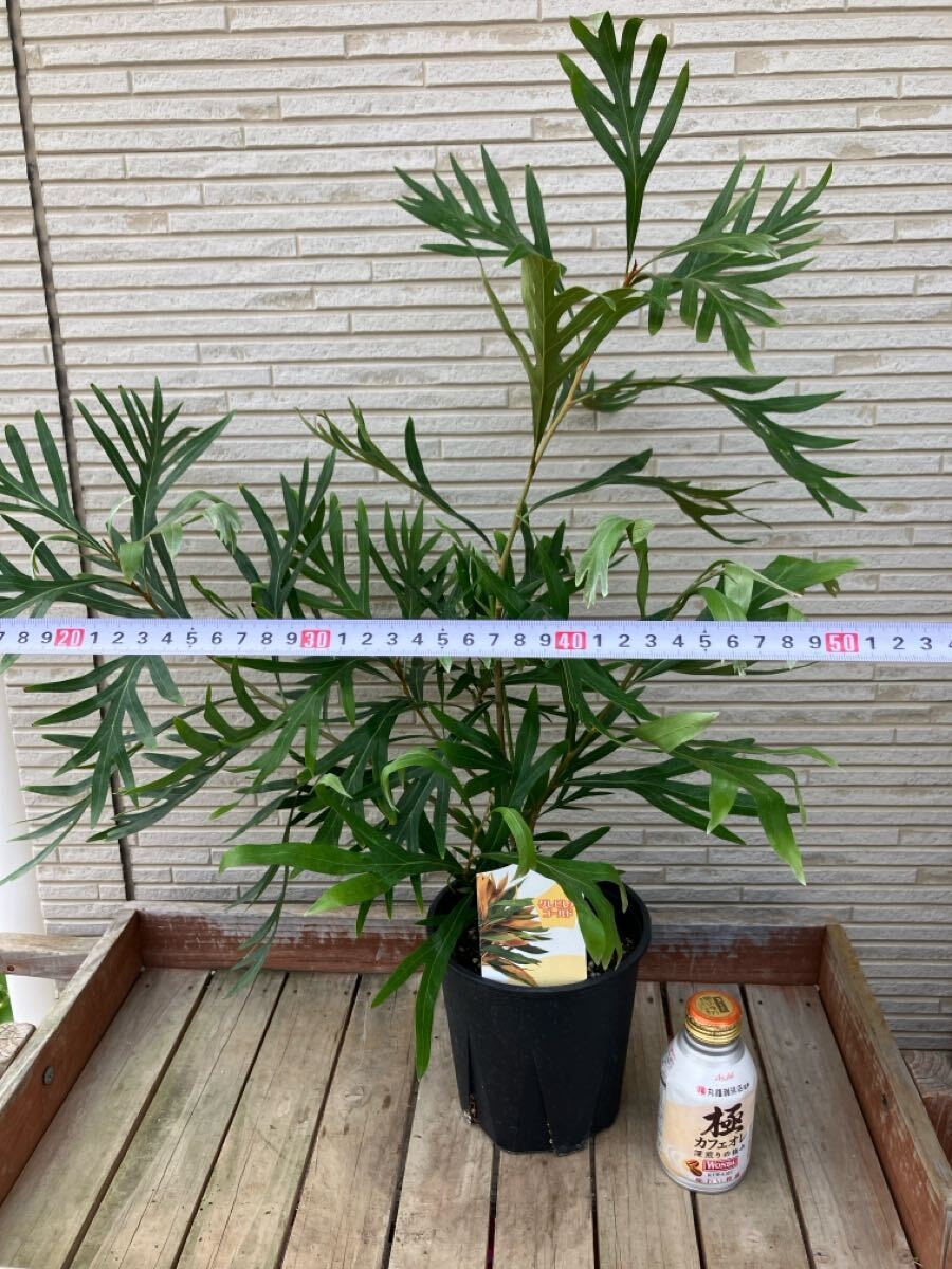 ★グレビレア ゴールド　5號(hào) 大株　70cmサイズ　ドライフラワーやスワッグ?リース素材に人気の品種です?、凇? bimg=
