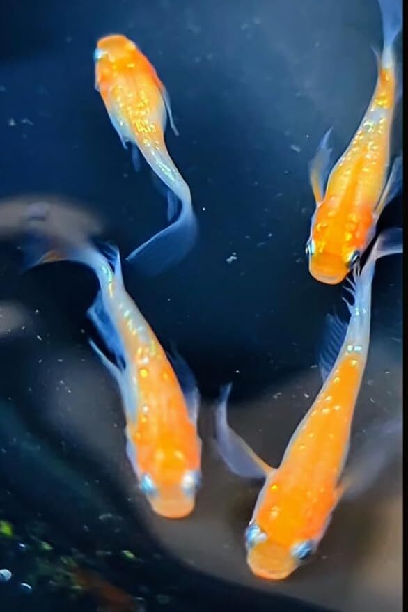 紅白ラメヒレ長 若魚2匹1ペア メダカ水槽 メダカ種類 メダカの飼い方室内 メダカの飼い方 メダカの飼い方屋外_画像2