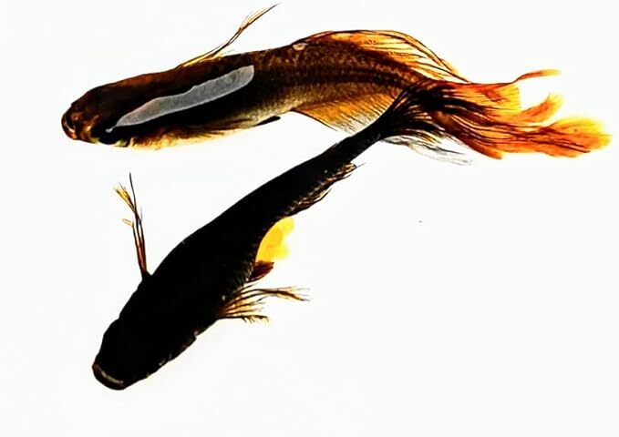 不知火 若魚2匹 メダカ水槽 メダカ種類 メダカの飼い方室内 メダカの飼い方 メダカの飼い方屋外_画像2