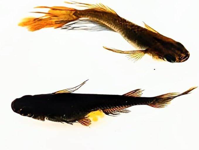 不知火 若魚2匹 メダカ水槽 メダカ種類 メダカの飼い方室内 メダカの飼い方 メダカの飼い方屋外_画像4