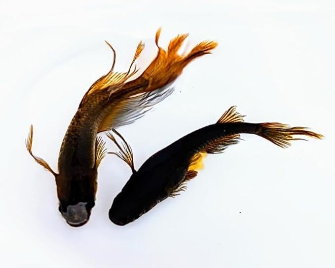 不知火 若魚2匹 メダカ水槽 メダカ種類 メダカの飼い方室内 メダカの飼い方 メダカの飼い方屋外_画像1