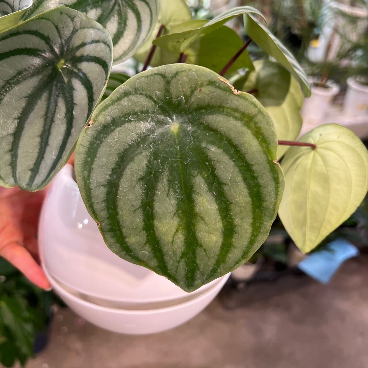 ペペロミア　サンデルシー【スイカぺぺ】3.5號(hào)?、巽\底から約23cm 6月23日撮影現(xiàn)品　豊中市より出品　同梱発送歓迎