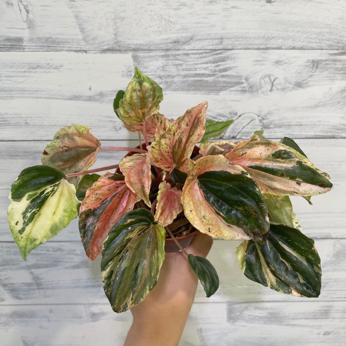 ペペロミア　ニューピンクレディ②　3號　鉢底から約20cm 6月24日撮影現(xiàn)品　豊中市より出品　同梱発送歓迎