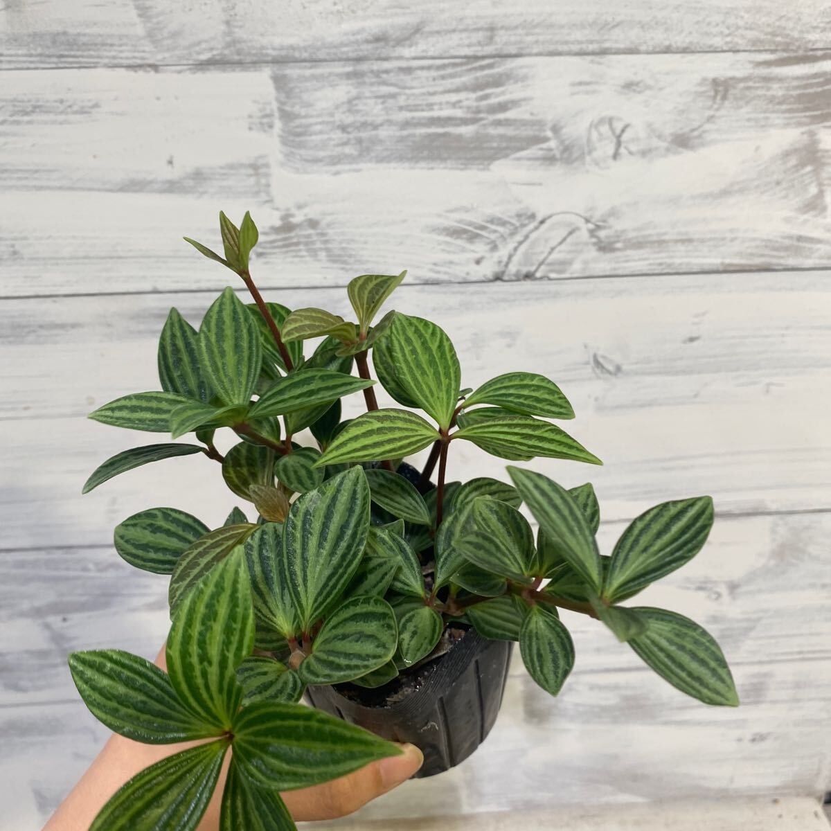 ペペロミア　プテオラータ①　3號　鉢底から約18cm 6月24日撮影現(xiàn)品　豊中市より出品　同梱発送歓迎
