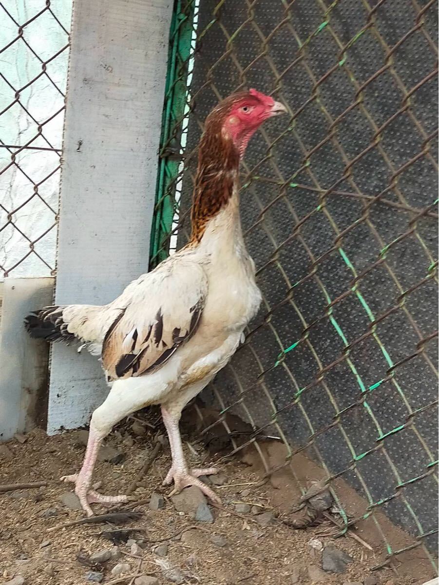 item_image_4