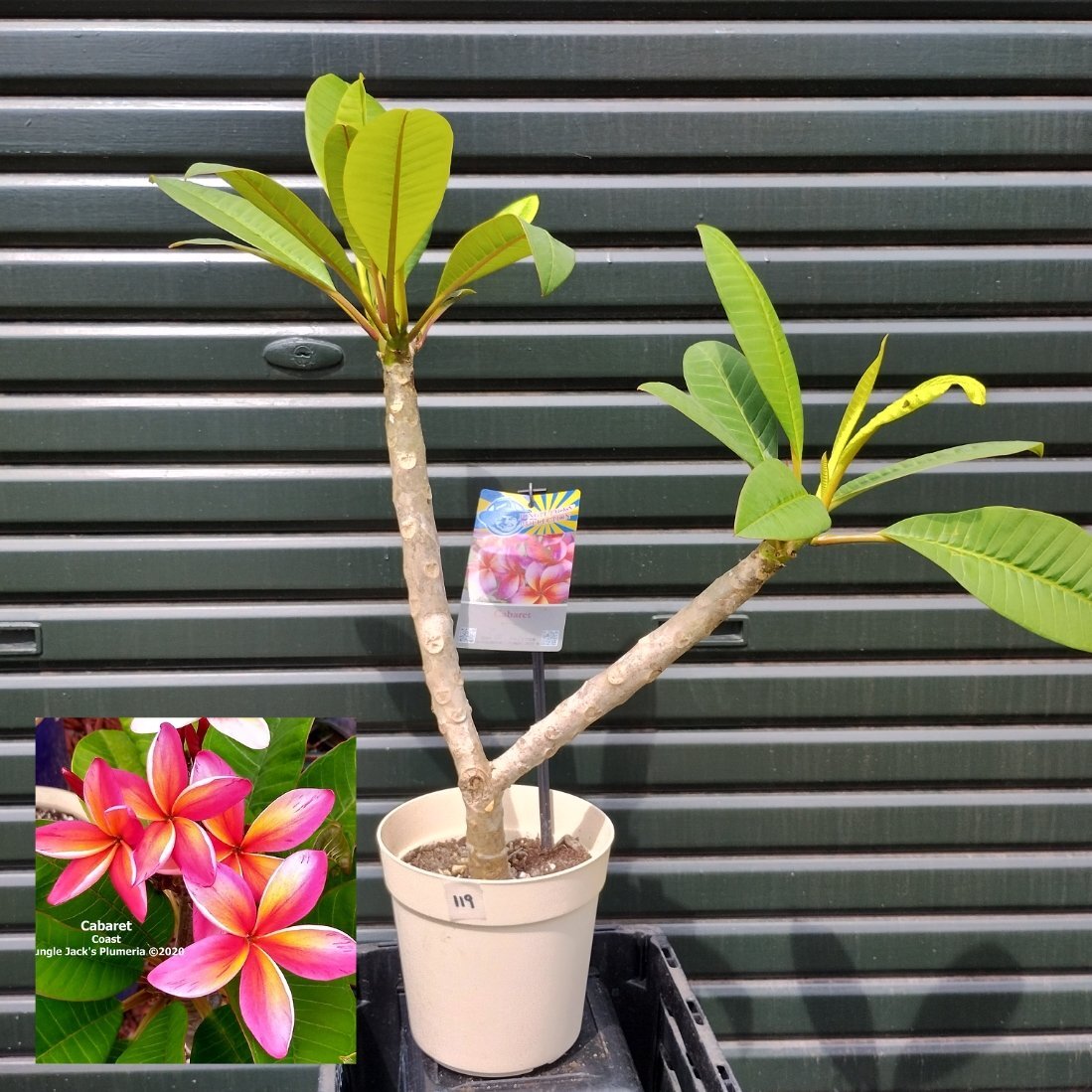 * цветение ожидания АО * 119 * плюмерия *kyabare-* 5 кроме того, * 5 номер * Hawaiian * Ray цветок *fla* Таити Anne *