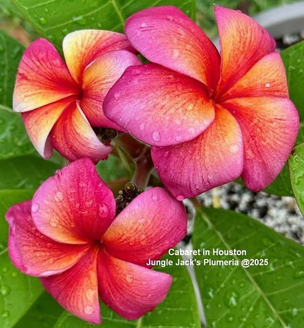 * цветение ожидания АО * 119 * плюмерия *kyabare-* 5 кроме того, * 5 номер * Hawaiian * Ray цветок *fla* Таити Anne *