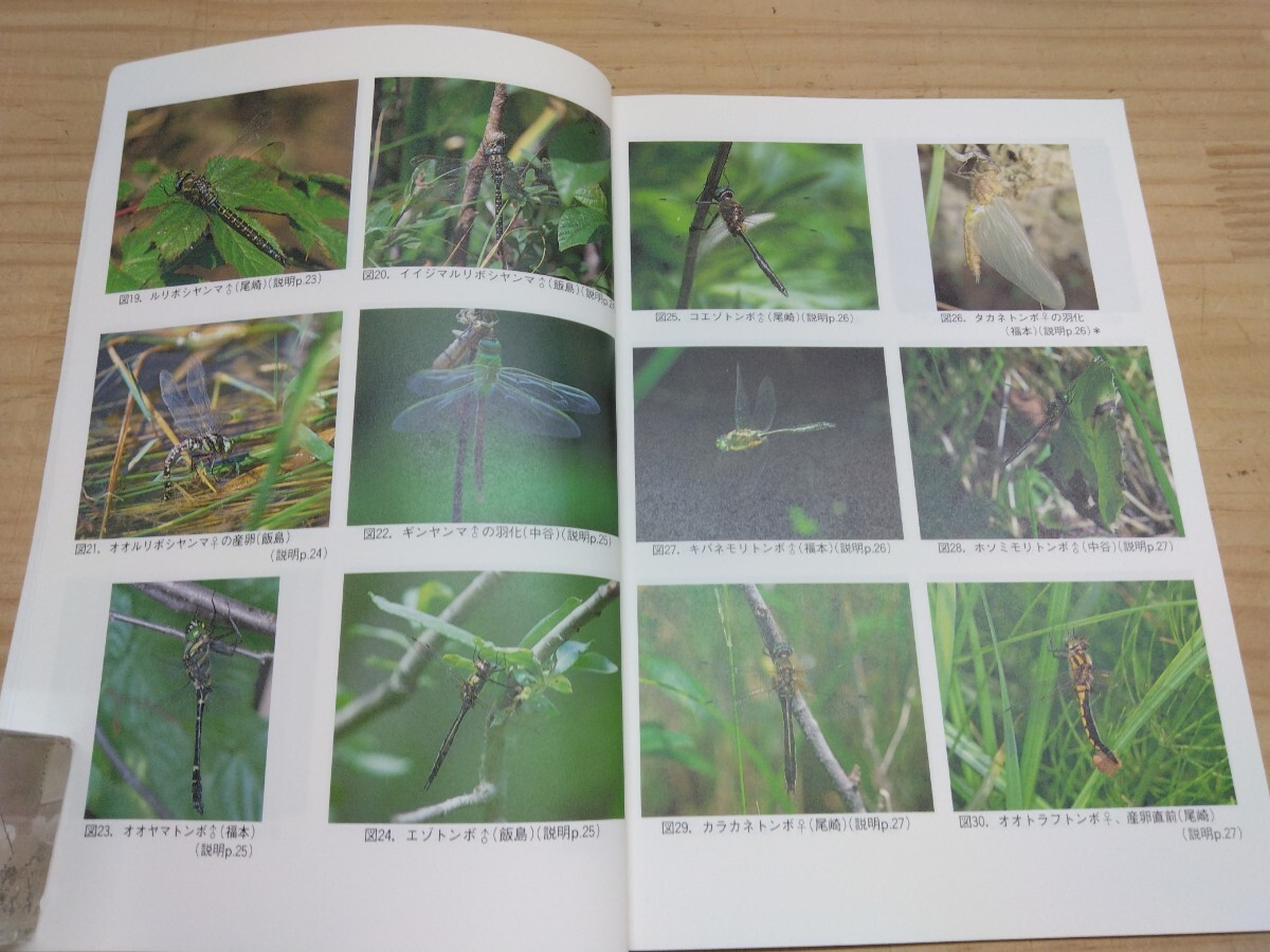 A31*[ Кусиро город ... стрекоза Кусиро город .. природа гид сырой person превосходящий .1993 год первая версия сегодня книга@ птицы защита полосный .]oniyan Magi nyamahime белка красный ne250623