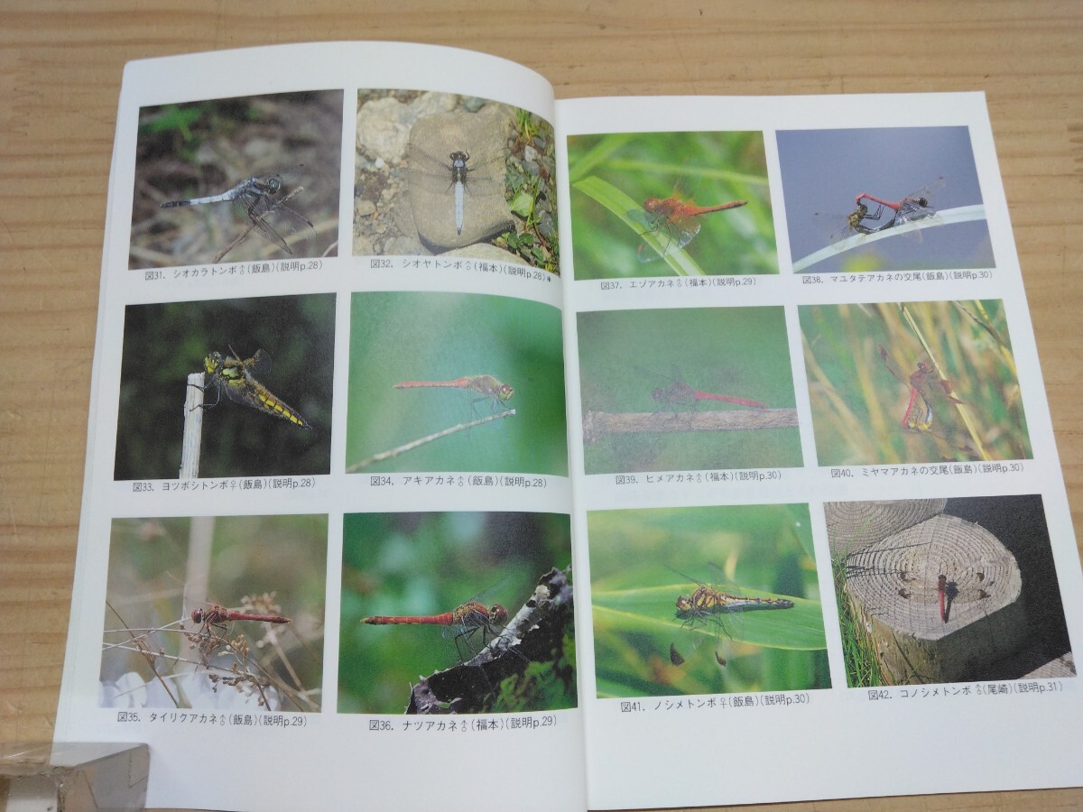 A31*[ Кусиро город ... стрекоза Кусиро город .. природа гид сырой person превосходящий .1993 год первая версия сегодня книга@ птицы защита полосный .]oniyan Magi nyamahime белка красный ne250623