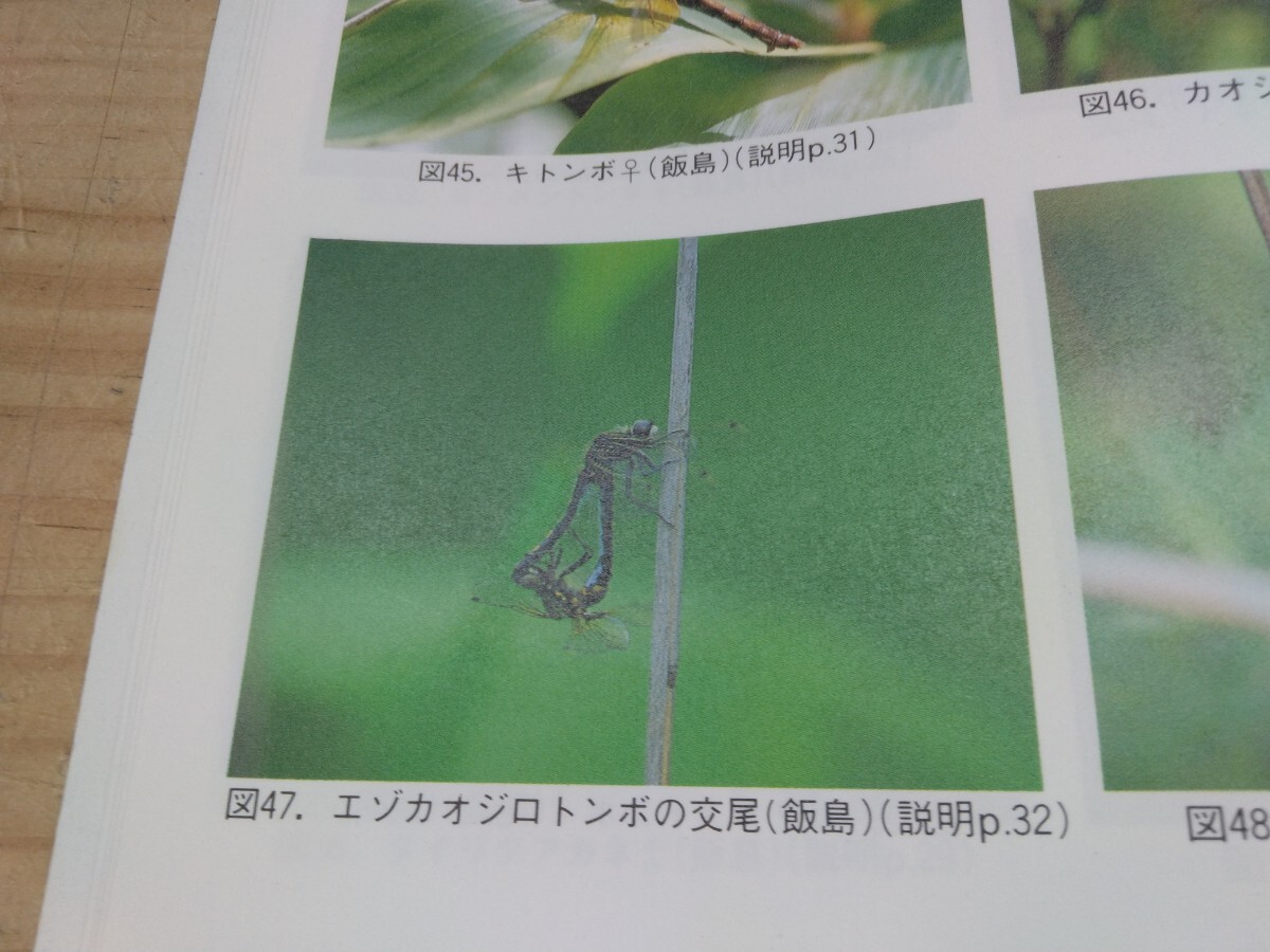 A31*[ Кусиро город ... стрекоза Кусиро город .. природа гид сырой person превосходящий .1993 год первая версия сегодня книга@ птицы защита полосный .]oniyan Magi nyamahime белка красный ne250623