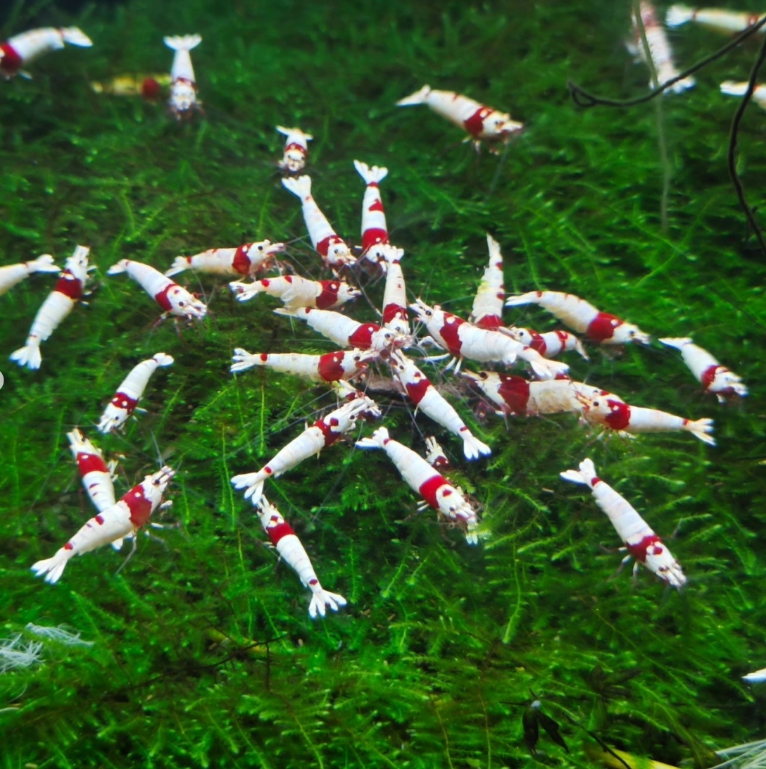 *30 шт Red Bee Shrimp Type-MIX #[10 шт set*20 шт set] тоже есть.