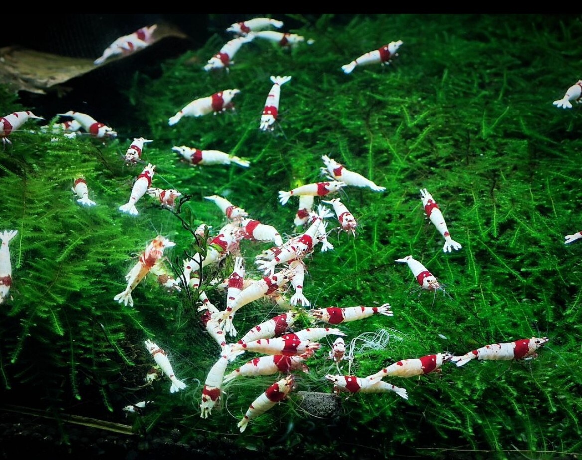 *30 шт Red Bee Shrimp Type-MIX #[10 шт set*20 шт set] тоже есть.
