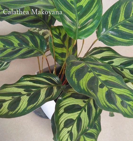 【送料込】カラテアマコヤナ インテリアグリーン 観葉植物