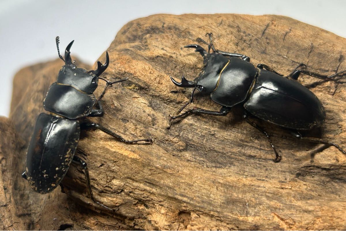 【ななまる】新成虫 リュウキュウコクワ 2ペアセット♂33.3mm ♂31.5mm ♀フリー WF1 沖縄県国頭郡以下詳細産地あり