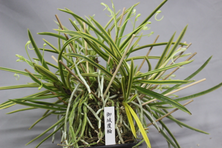 御城覆輪（大株立?花付）　　　富貴蘭　フウラン　長生蘭　東洋蘭　山野草　
