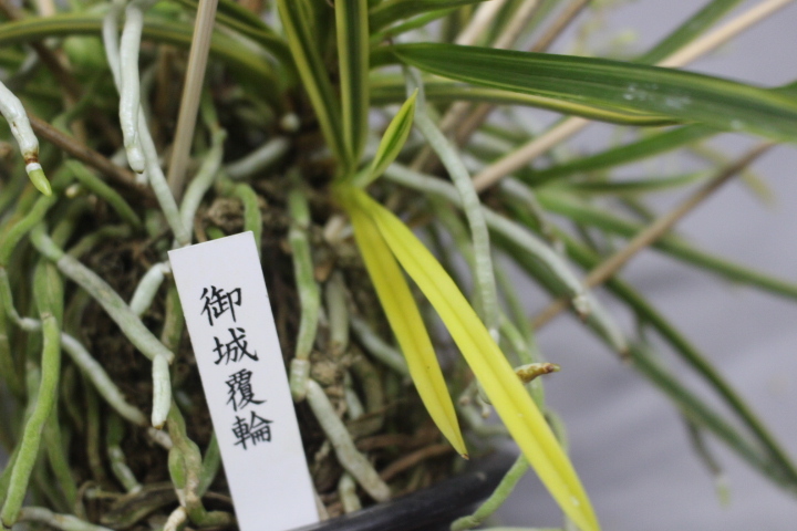 御城覆輪（大株立?花付）　　　富貴蘭　フウラン　長生蘭　東洋蘭　山野草　