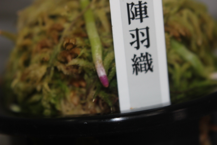 陣羽織（ルビー根）　　　　富貴蘭　フウラン　長生蘭　東洋蘭　山野草　